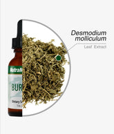 BARBERRY - Microbial Defense - GREEN LIFE CYPRUS